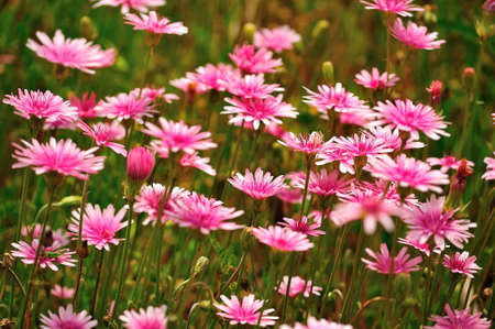 pink flowers on a green meadowの写真素材