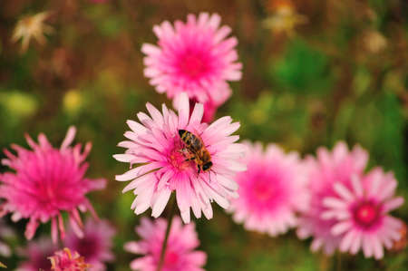 pink flowers on a green meadow with the beeの写真素材