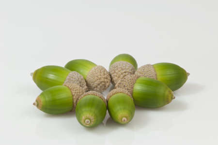 eight green acorns on white background - DSC0362の写真素材