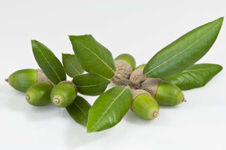 evergreen oak leaves and  seven green acorns - DSC0350の写真素材