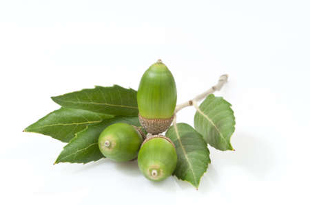 evergreen oak leaves and three green acorns - DSC0354の写真素材