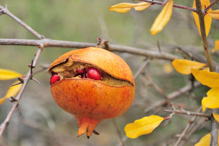 pomegranate fruit on pomegranate tree - DSC3944の写真素材