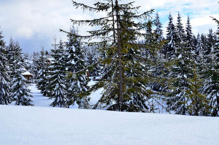 Hillside with Pine Forest covered with Snow.