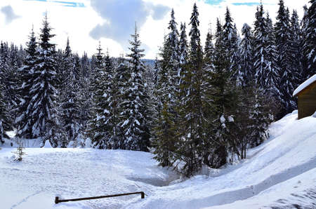Hillside with Pine Forest and Wood Cottage covered with Snow during Wintertime in Transylvania.