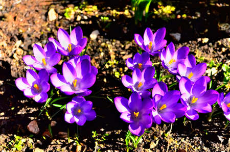 Purple Flowers in Garden during Spring in Transylvania.