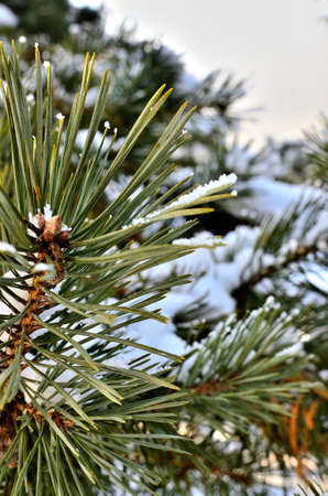 Close up of a pine Tree Branch covered with Snow during Winter in Transylvania.の写真素材