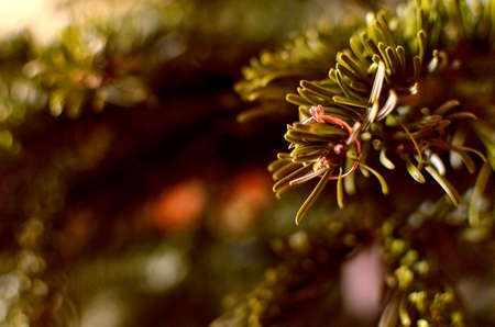 Close up of a branch of a Christmas tree. Selective focus.