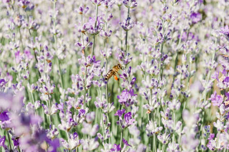 Bee on lavender flowers. Bee on lavender flowers. Honey bee on lavender flowers.