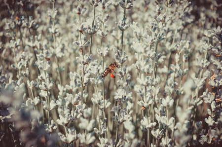 Beautiful lavender flowers in the field. Vintage toning.の写真素材