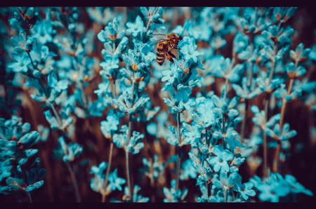Bee on lavender flowers, vintage toned photo, selective focusの写真素材