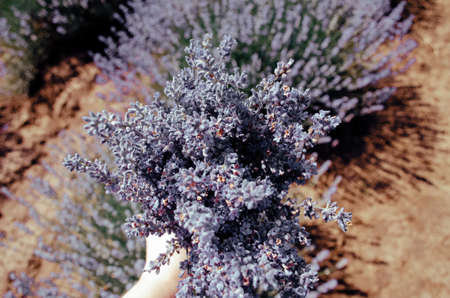 Close up of lavender flowers in the hands of a gardenerの写真素材