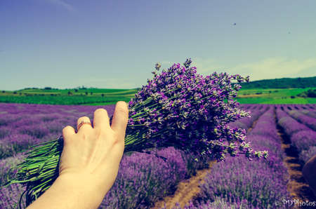 Bunch of lavender flowers in the hand of a woman.の写真素材