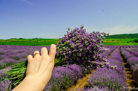 Bunch of lavender flowers in the hand of a woman on a lavender fieldの写真素材