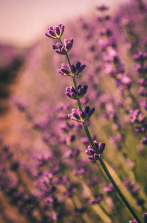 Lavender flowers blooming in Provence, France.の写真素材