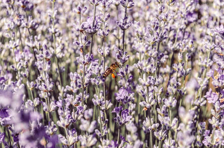 Bee on lavender flowers in Provence, south of Franceの写真素材