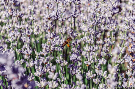 Bee on lavender flowers in a field, close-up.の写真素材