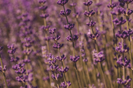 Lavender flowers in Provence, France. Close up of lavender flowersの写真素材
