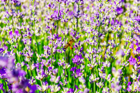 Lavender flowers in the garden with bee. Nature background.の写真素材