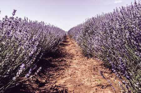 Lavender field in Valensole, Provence, France