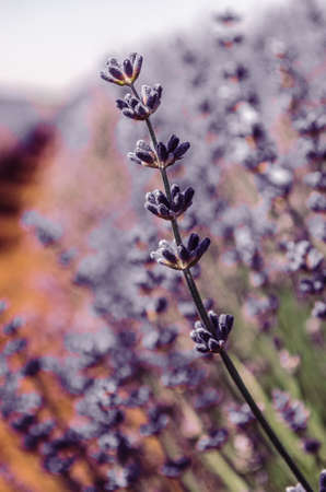 Lavender flowers blooming in the field. Selective focus.の写真素材