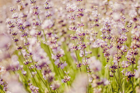 Lavender flowers blooming in the garden. Selective focus.の写真素材