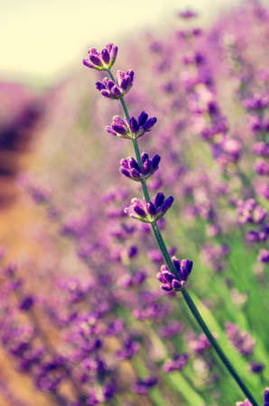 Lavender field in Provence, France. Close up of lavender flowersの写真素材