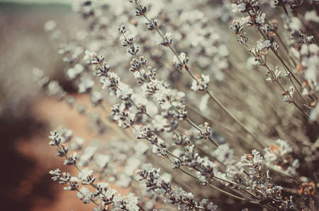Lavender flowers close-up. Selective focus. Nature.