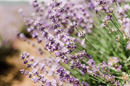 Lavender flowers in Provence, France, close up