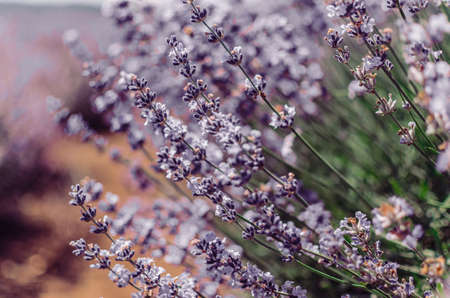 Lavender flowers in Provence, France, close upの写真素材