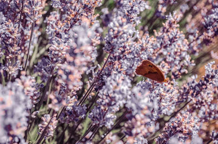 Butterfly on lavender flowers, selective focus, shallow DOF.の写真素材