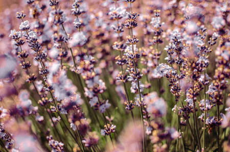 Lavender flowers blooming in the field. Selective focus.の写真素材
