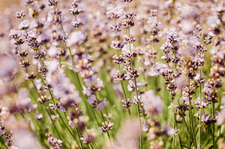 Lavender flowers blooming in the field, close-upの写真素材