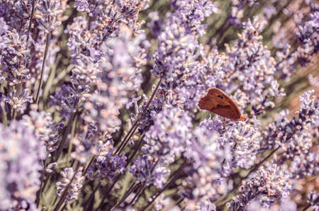 Butterfly on lavender flowers in Provence, Franceの写真素材