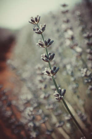 Lavender flowers in the field. Selective focus. Toned.の写真素材