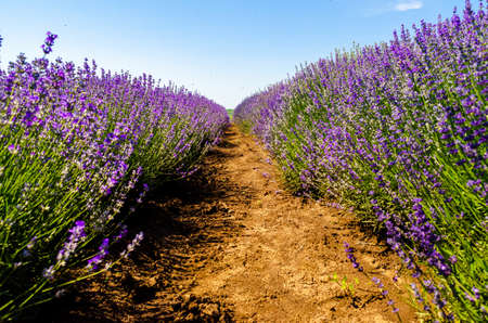 Lavender field in Provence, France on a sunny dayの写真素材