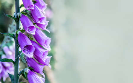 Foxglove flowers with soft bokeh in fusion with green pastel backgroundの写真素材