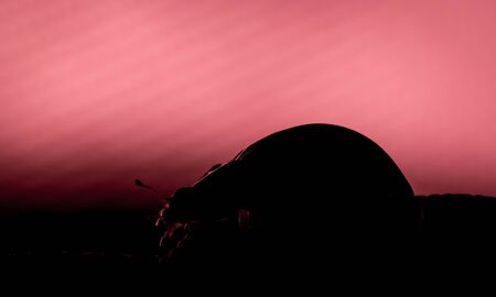 Cute ladybug silouette with soft red backgroundの写真素材