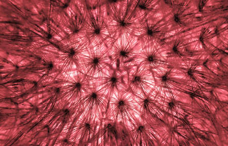 Lot of dandelion seeds processed with red contrastの写真素材