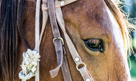 Closeup picture of horse face illuminated by sun