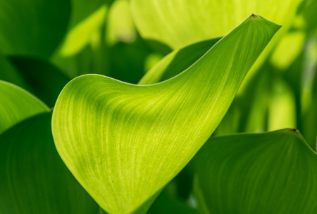 Beautiful green composition with green leafs of Eichhornia Crassipesの写真素材
