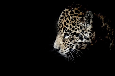 Amazing and impressive jaguar walking into the dark.