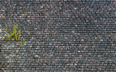 Beautiful texture of a brick wall with a green fern growing
