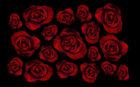 Background of beautiful crimson red roses of various sizes on totally black backgroundの写真素材