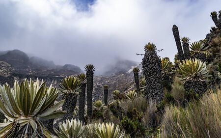 Valleys of frailejones in the paramo of highlands of Anzoategui Tolima Colombia within the national parkの写真素材