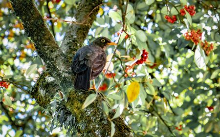 Nice specimen of orange-legged great thrush (Turdus fuscater) on tree branchesの写真素材