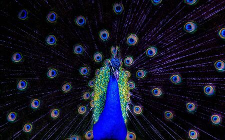Beautiful peacock makes his display of colorful feathers to woo his female, illuminated with a reflector of cold light to highlight their blue tones.の写真素材