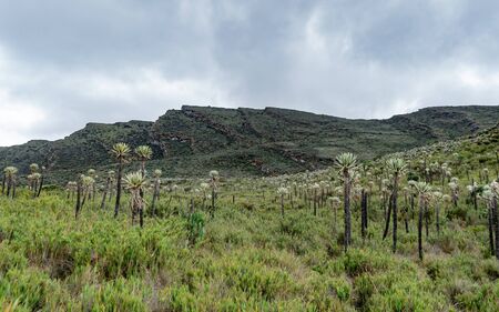 Panorama of beautiful location of the sector of the Siecha lagoons in the Chingaza paramo, cundinamarca Colombia.の写真素材