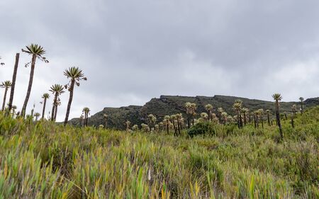 Panorama of beautiful location of the sector of the Siecha lagoons in the Chingaza paramo,...