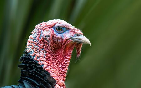 Close shot of a nice specimen of a  domestic turkey (Meleagris gallopavo)の写真素材
