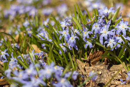 Shallow depth of field photo of a patch of blue glory of the snow flowers